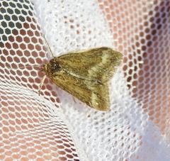 Pyrausta aerealis
