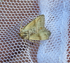 Pyrausta aerealis