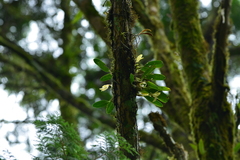 Bulbophyllum pectinatum