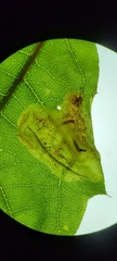 Cameraria quercivorella