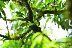 Bulbophyllum pectinatum