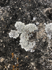 Protoparmeliopsis muralis muralis