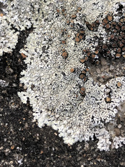 Protoparmeliopsis muralis muralis