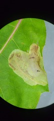 Cameraria quercivorella
