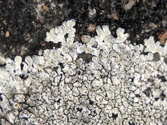 Protoparmeliopsis muralis muralis