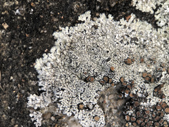 Protoparmeliopsis muralis muralis