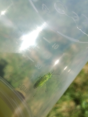 Rhogogaster punctulata