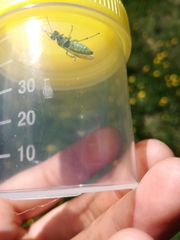 Rhogogaster punctulata