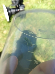 Rhogogaster punctulata