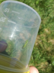 Rhogogaster punctulata