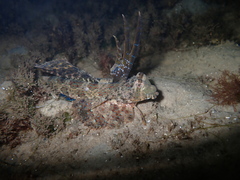 Dactylopus dactylopus