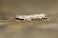 Pterolonche inspersa