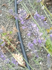 Anthidium florentinum