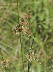 Juncus pylaei