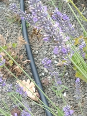 Anthidium florentinum