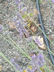 Anthidium florentinum