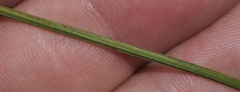 Juncus pylaei