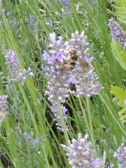 Anthidium florentinum