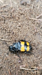 Nicrophorus defodiens