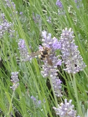 Anthidium florentinum