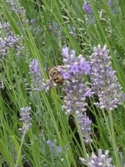 Anthidium florentinum