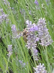 Anthidium florentinum