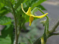 Solanum lycopersicum image