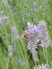 Anthidium florentinum