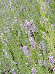 Anthidium florentinum