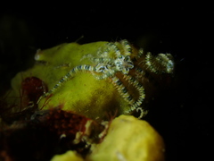 Ophiothela mirabilis