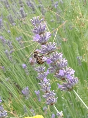 Anthidium florentinum