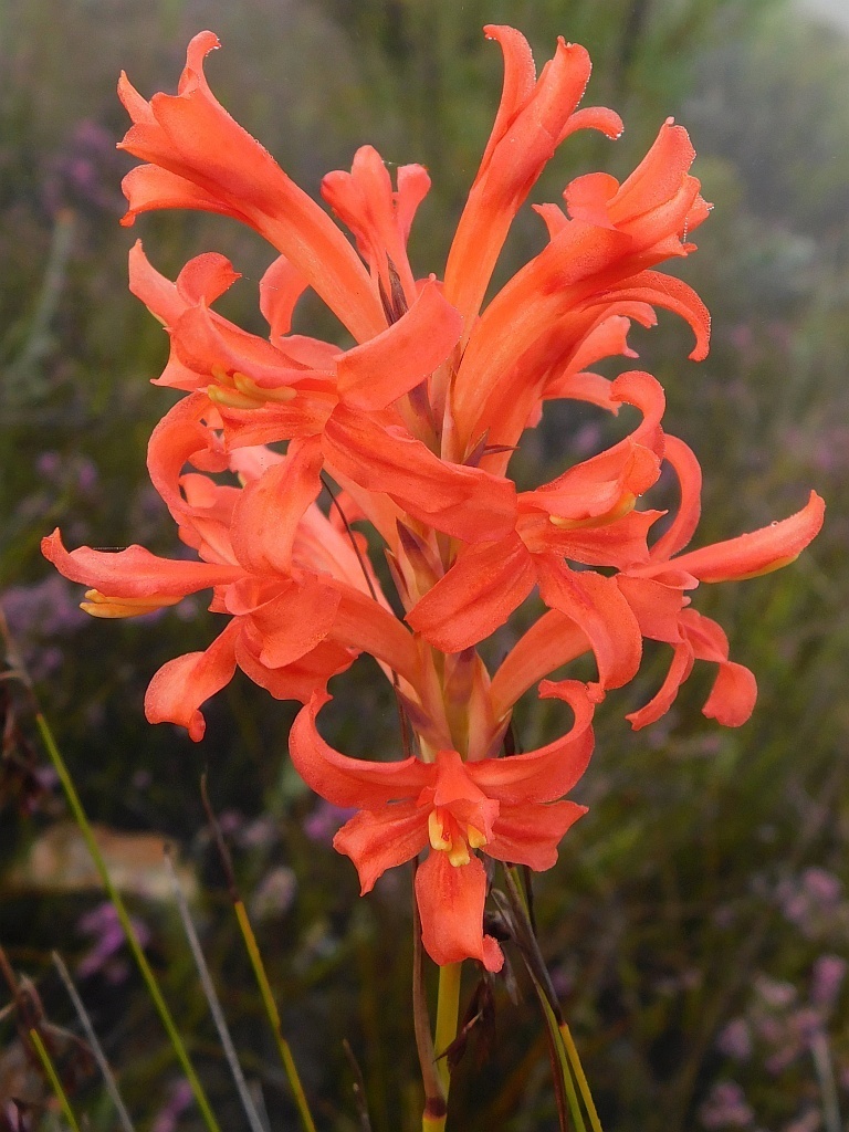 Orange Reedpipe