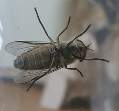 Tabanus bromius