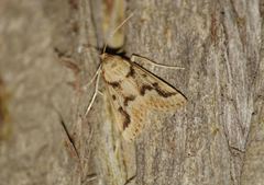 Palepicorsia ustrinalis