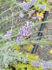 Anthidium florentinum