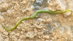 Eulalia