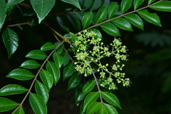 Tetradium ruticarpum