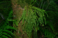 Phlegmariurus fordii