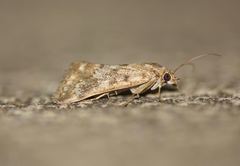 Tegostoma comparalis