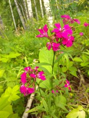 Dianthus × courtoisii