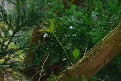 Bulbophyllum setaceum