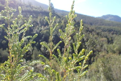 Passerina falcifolia