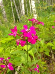 Dianthus × courtoisii