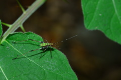 Phaneroptera nigroantennata