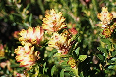 Penaea cneorum gigantea