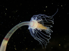 Tubulariidae