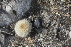 Matucana haynii