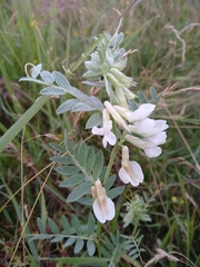 Vicia pannonica