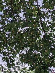 Neolamarckia cadamba