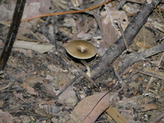 Fungi